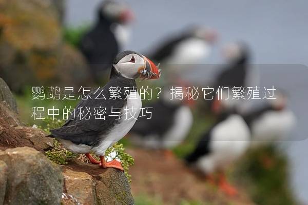 鹦鹉是怎么繁殖的？揭秘它们繁殖过程中的秘密与技巧