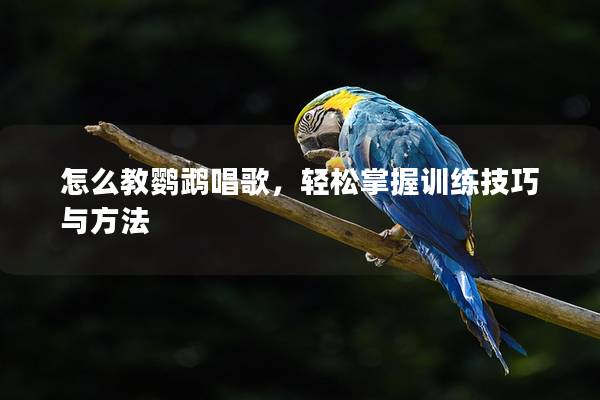 怎么教鹦鹉唱歌，轻松掌握训练技巧与方法