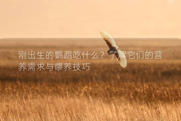 刚出生的鹦鹉吃什么？了解它们的营养需求与喂养技巧