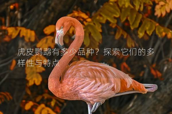 虎皮鹦鹉有多少品种？探索它们的多样性与特点