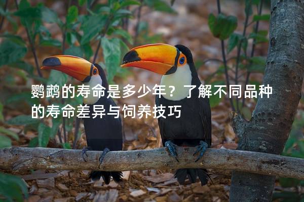 鹦鹉的寿命是多少年？了解不同品种的寿命差异与饲养技巧