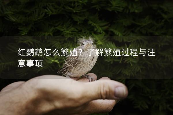 红鹦鹉怎么繁殖？了解繁殖过程与注意事项