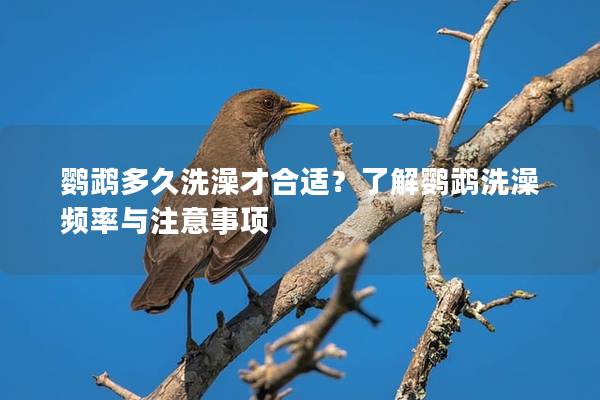 鹦鹉多久洗澡才合适？了解鹦鹉洗澡频率与注意事项