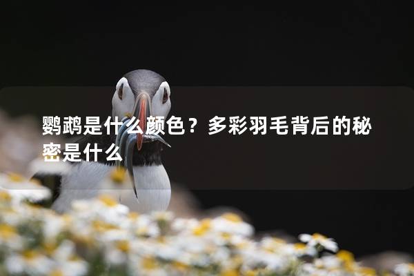 鹦鹉是什么颜色？多彩羽毛背后的秘密是什么