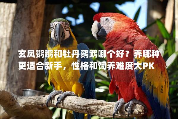 玄凤鹦鹉和牡丹鹦鹉哪个好？养哪种更适合新手，性格和饲养难度大PK