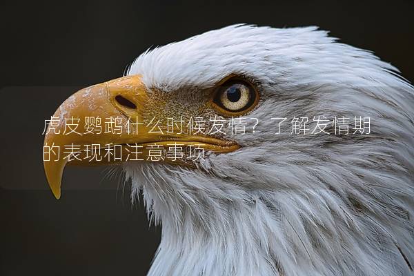 虎皮鹦鹉什么时候发情？了解发情期的表现和注意事项