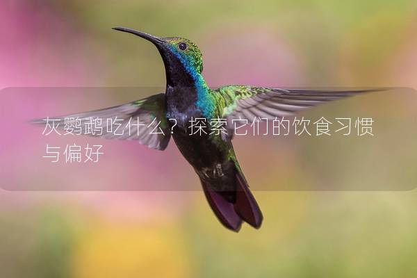 灰鹦鹉吃什么？探索它们的饮食习惯与偏好