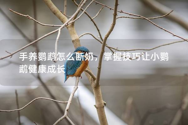 手养鹦鹉怎么断奶，掌握技巧让小鹦鹉健康成长
