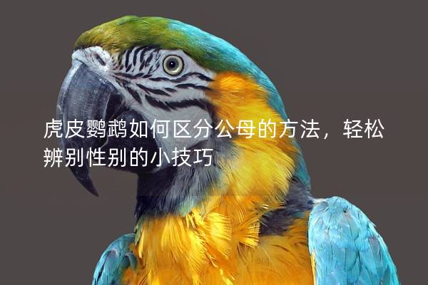 虎皮鹦鹉如何区分公母的方法，轻松辨别性别的小技巧