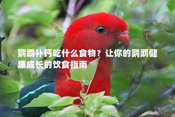鹦鹉补钙吃什么食物？让你的鹦鹉健康成长的饮食指南