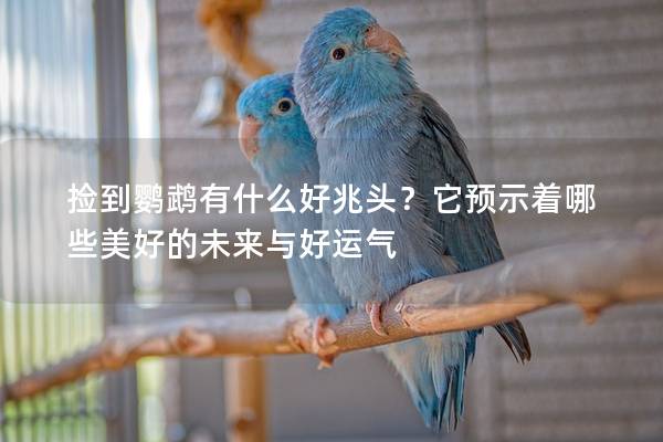 捡到鹦鹉有什么好兆头？它预示着哪些美好的未来与好运气