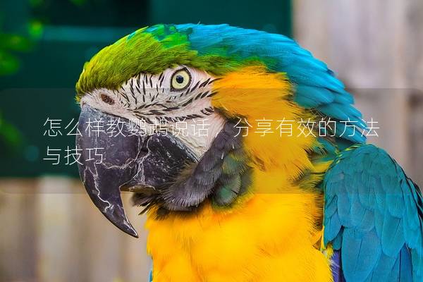 怎么样教鹦鹉说话，分享有效的方法与技巧