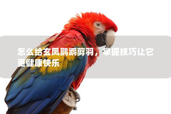 怎么给玄凤鹦鹉剪羽，掌握技巧让它更健康快乐