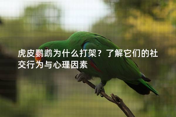 虎皮鹦鹉为什么打架？了解它们的社交行为与心理因素