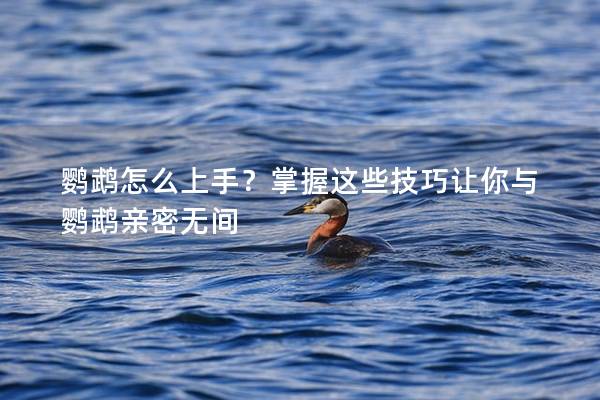 鹦鹉怎么上手？掌握这些技巧让你与鹦鹉亲密无间