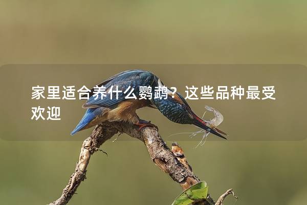 家里适合养什么鹦鹉？这些品种最受欢迎