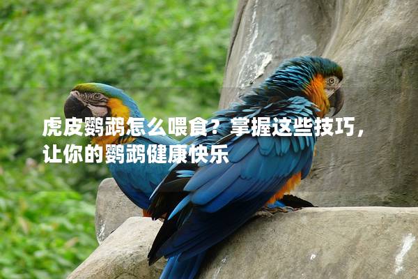 虎皮鹦鹉怎么喂食？掌握这些技巧，让你的鹦鹉健康快乐