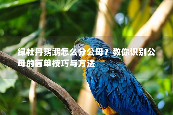 绿牡丹鹦鹉怎么分公母？教你识别公母的简单技巧与方法