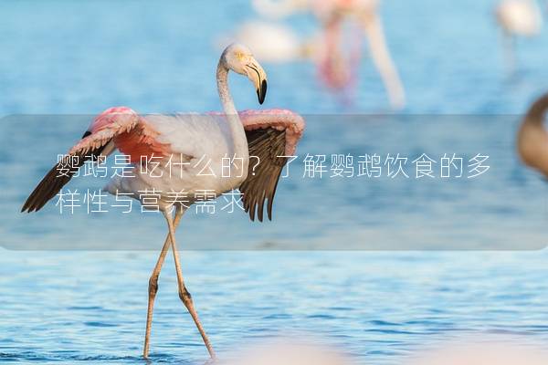 鹦鹉是吃什么的？了解鹦鹉饮食的多样性与营养需求