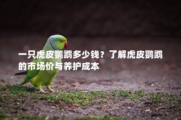 一只虎皮鹦鹉多少钱？了解虎皮鹦鹉的市场价与养护成本