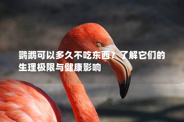 鹦鹉可以多久不吃东西？了解它们的生理极限与健康影响