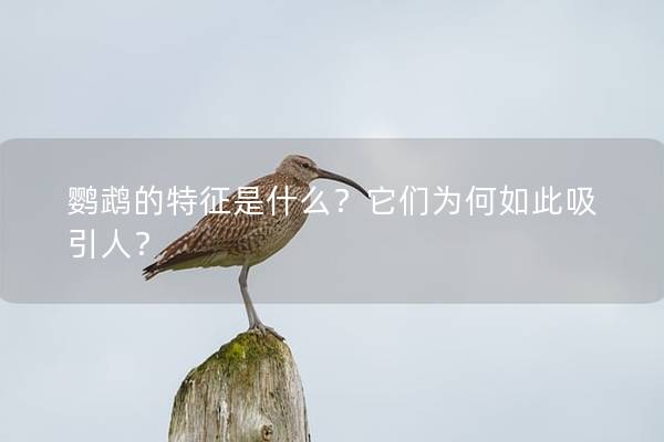 鹦鹉的特征是什么？它们为何如此吸引人？