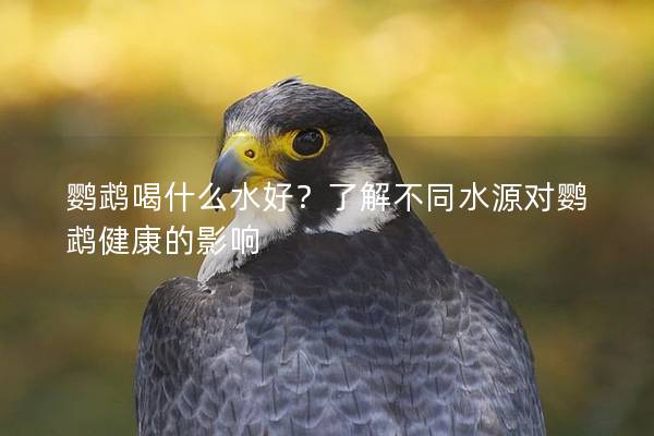 鹦鹉喝什么水好？了解不同水源对鹦鹉健康的影响