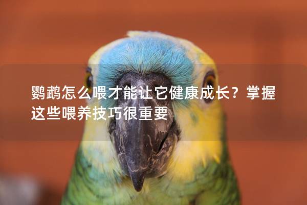 鹦鹉怎么喂才能让它健康成长？掌握这些喂养技巧很重要