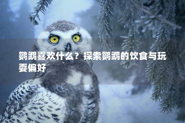 鹦鹉喜欢什么？探索鹦鹉的饮食与玩耍偏好
