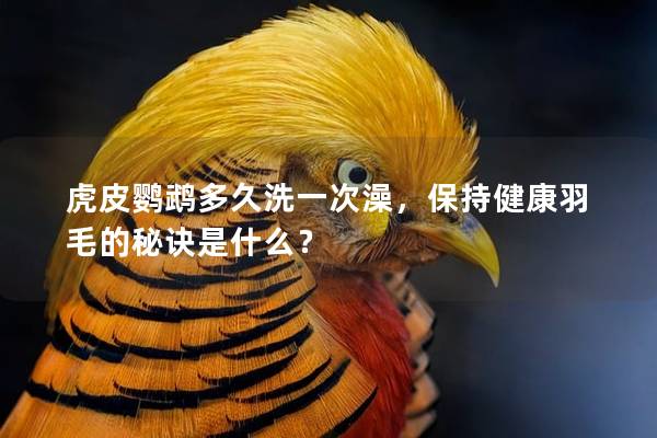 虎皮鹦鹉多久洗一次澡，保持健康羽毛的秘诀是什么？