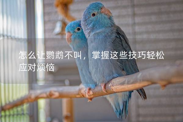 怎么让鹦鹉不叫，掌握这些技巧轻松应对烦恼