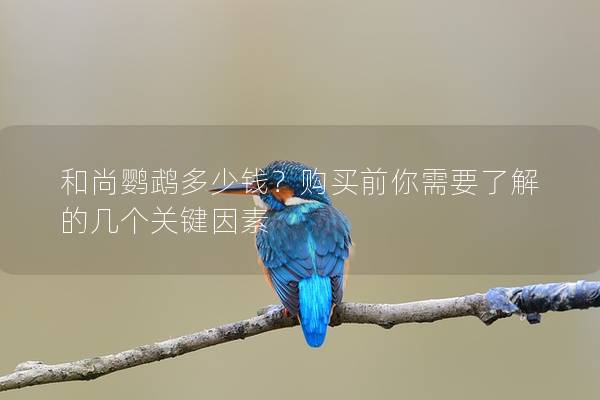 和尚鹦鹉多少钱？购买前你需要了解的几个关键因素