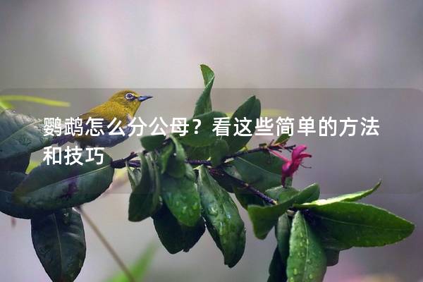鹦鹉怎么分公母？看这些简单的方法和技巧