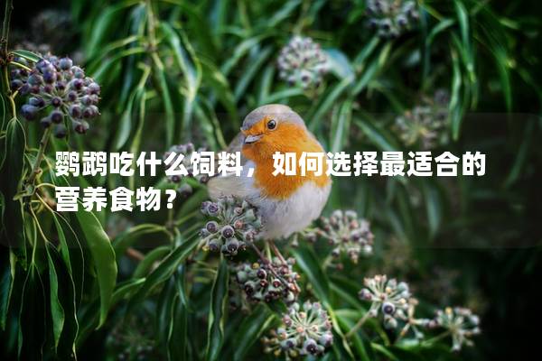 鹦鹉吃什么饲料，如何选择最适合的营养食物？