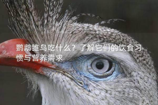 鹦鹉雏鸟吃什么？了解它们的饮食习惯与营养需求