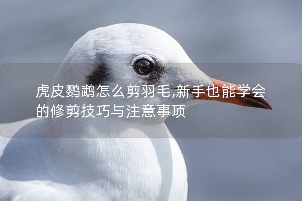 虎皮鹦鹉怎么剪羽毛,新手也能学会的修剪技巧与注意事项