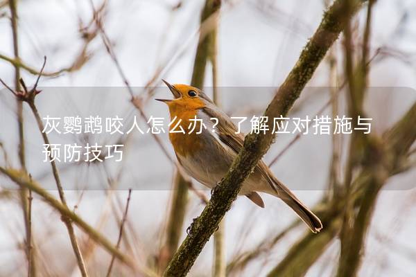 灰鹦鹉咬人怎么办？了解应对措施与预防技巧