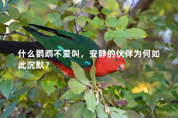 什么鹦鹉不爱叫，安静的伙伴为何如此沉默？