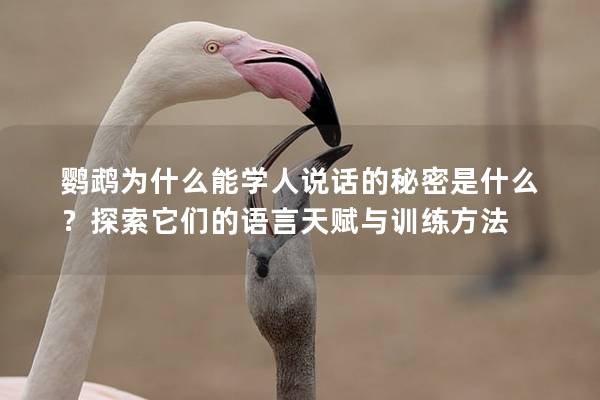 鹦鹉为什么能学人说话的秘密是什么？探索它们的语言天赋与训练方法