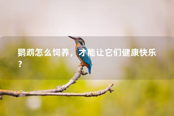 鹦鹉怎么饲养，才能让它们健康快乐？