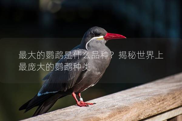 最大的鹦鹉是什么品种？揭秘世界上最庞大的鹦鹉种类
