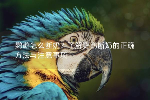 鹦鹉怎么断奶？了解鹦鹉断奶的正确方法与注意事项