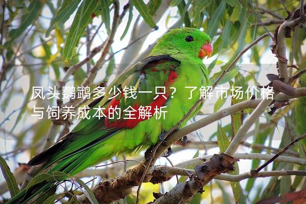 凤头鹦鹉多少钱一只？了解市场价格与饲养成本的全解析