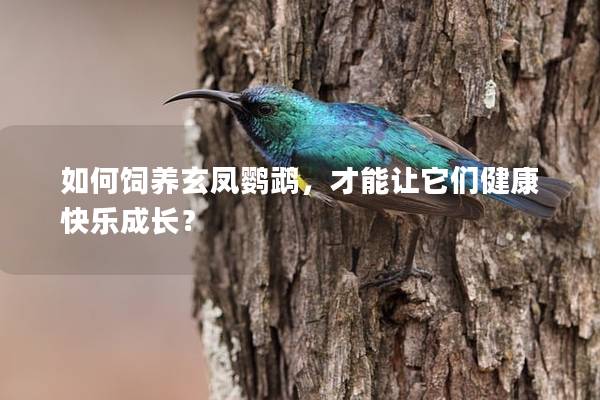 如何饲养玄凤鹦鹉，才能让它们健康快乐成长？