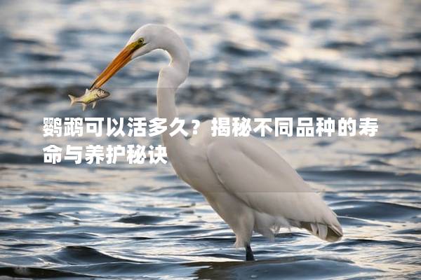 鹦鹉可以活多久？揭秘不同品种的寿命与养护秘诀