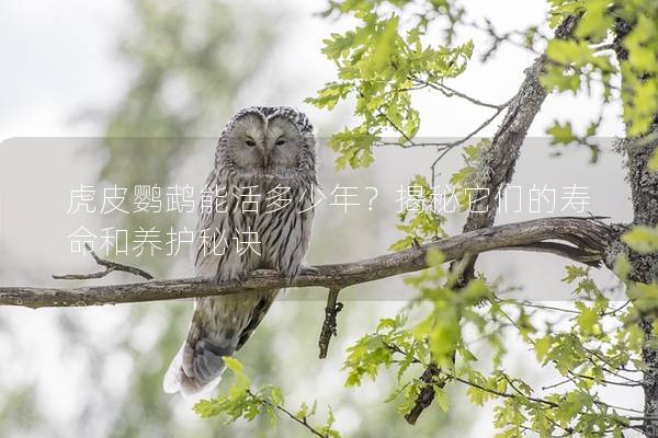 虎皮鹦鹉能活多少年？揭秘它们的寿命和养护秘诀