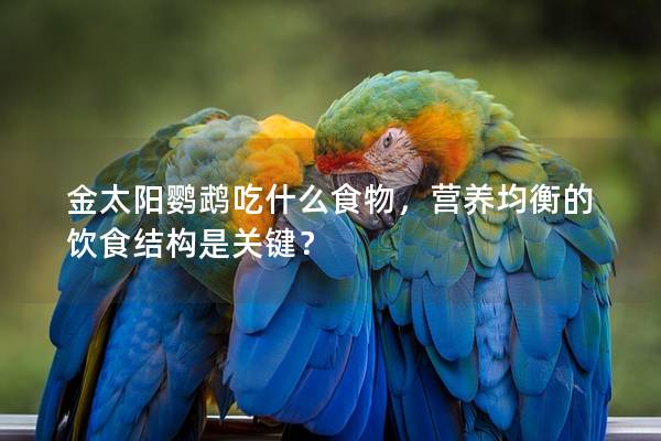 金太阳鹦鹉吃什么食物，营养均衡的饮食结构是关键？