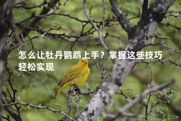 怎么让牡丹鹦鹉上手？掌握这些技巧轻松实现