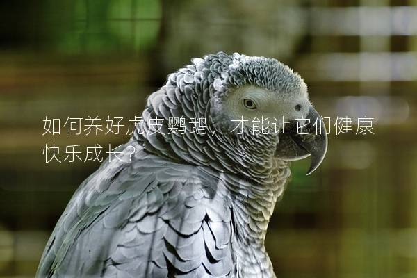 如何养好虎皮鹦鹉，才能让它们健康快乐成长？