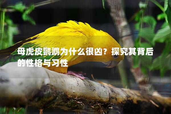 母虎皮鹦鹉为什么很凶？探究其背后的性格与习性